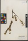 Foto von Salix petiolaris Sm.